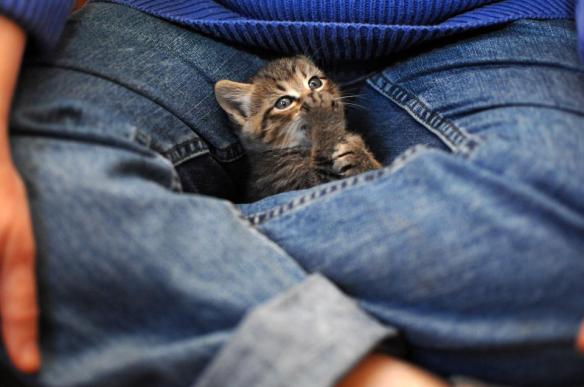 crotch kitten