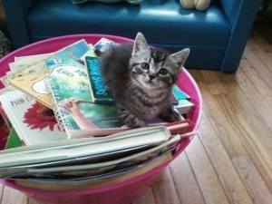 reading kitten