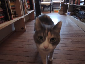 Patrolling the shelves requires constant vigilance.