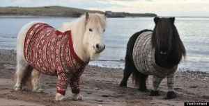 shetlands in sweaters