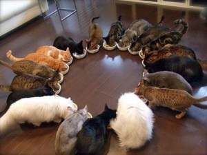 cat-feeding-circle