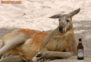 kangaroo