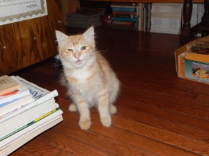 winston salem kitty 021