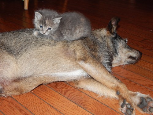 kitten sitting on Bert 004