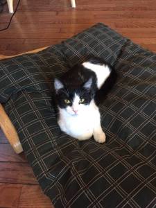 15174405_1371938066150587_670575587_n-copy