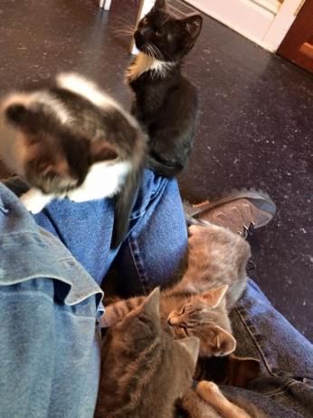 19429917_1872839233039103_365946916303730842_n