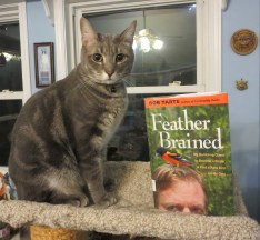 Billy Feather Brained