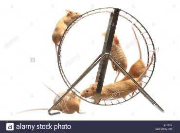 house-mouse-mus-musculus-coloured-mouses-in-hamster-wheel-B1YTC6