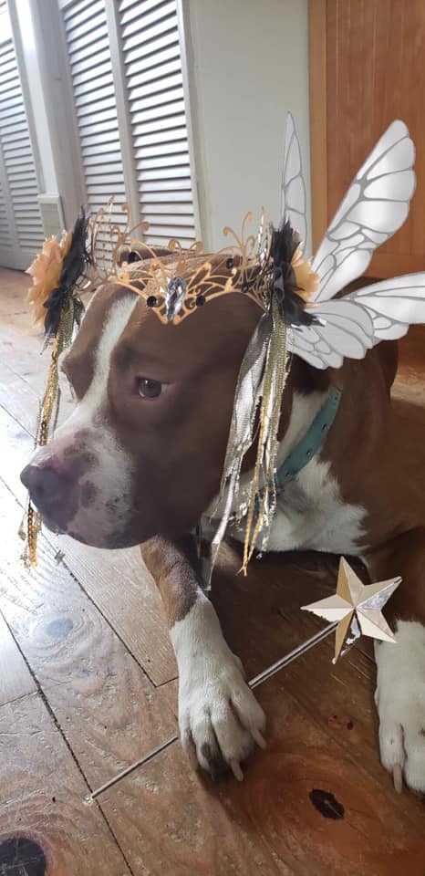 70659619_2788439951167051_7588227276588711936_n